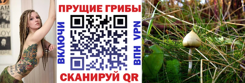 Галлюциногенные грибы Cubensis Пионерский