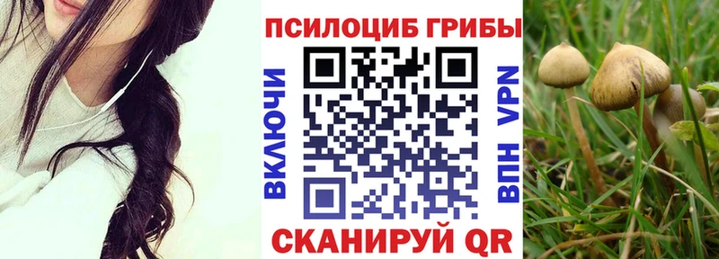 Купить  Пионерский  Галлюциногенные грибы Cubensis 